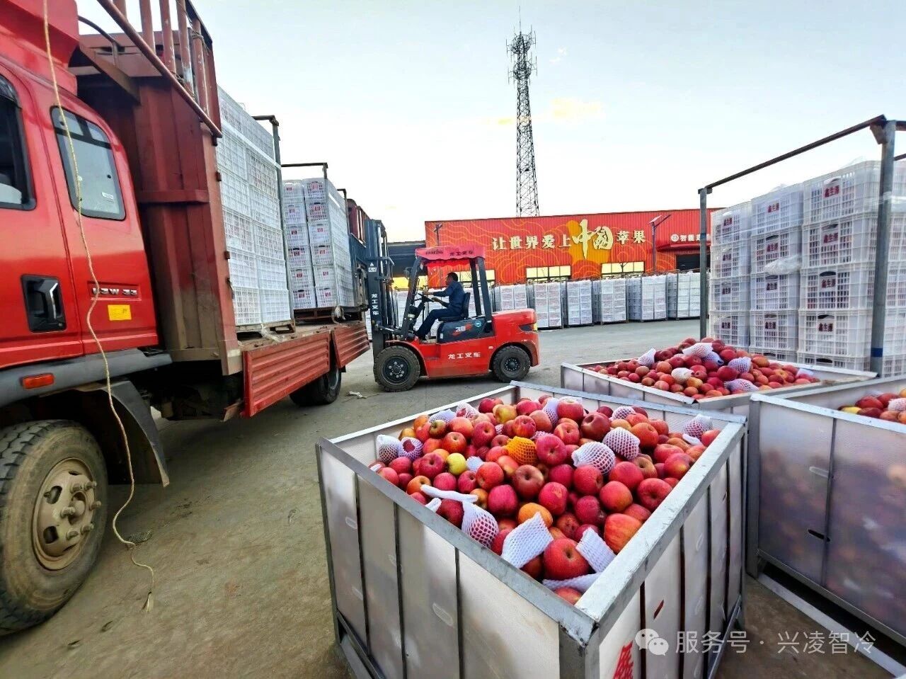 1000万吨苹果集中入库：冷库如何顶住满负荷运行？